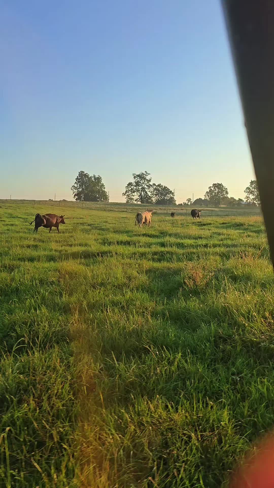 @M.I. CATTLE CO.