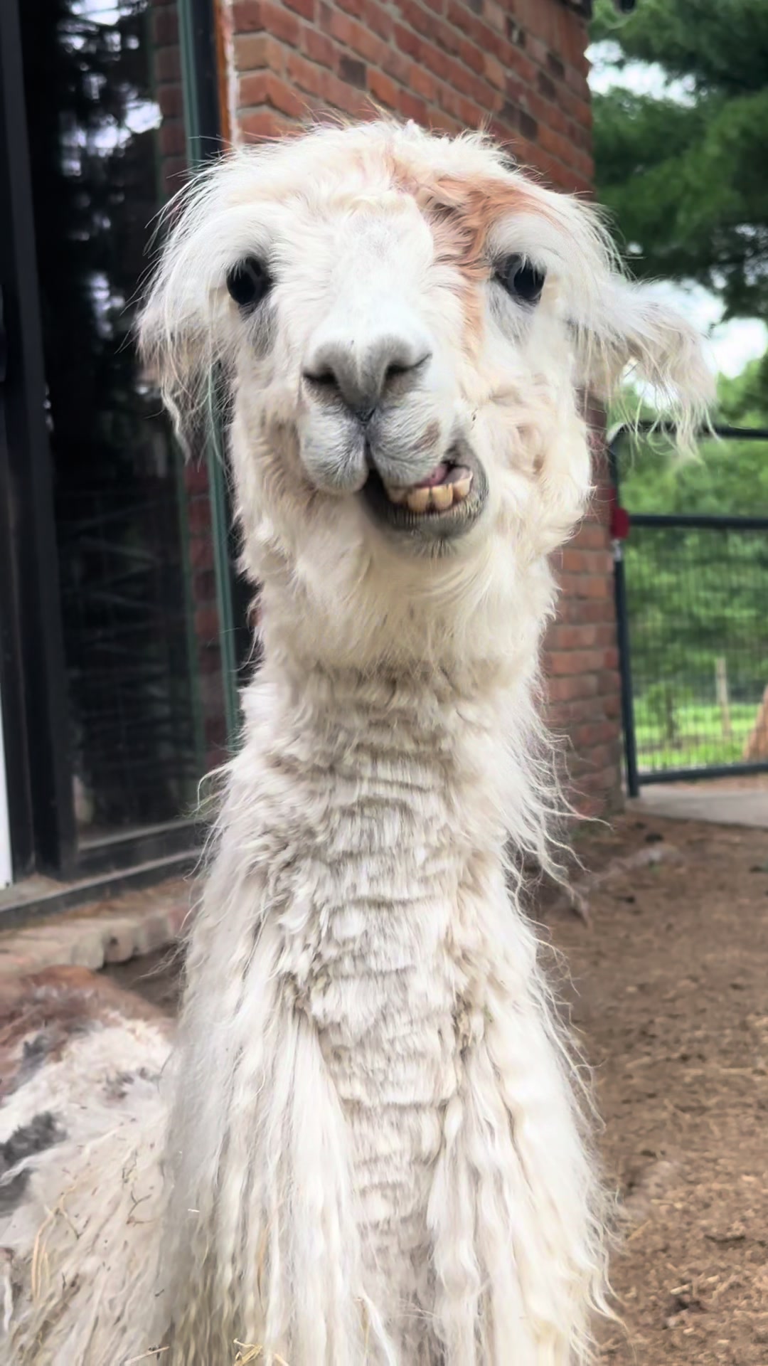 @The Packing Llamas