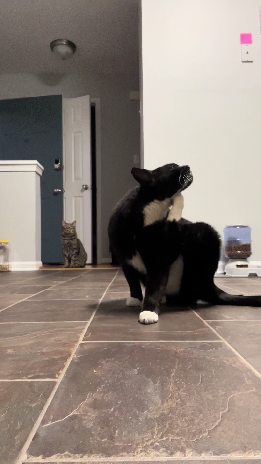 @Toby Purrrs