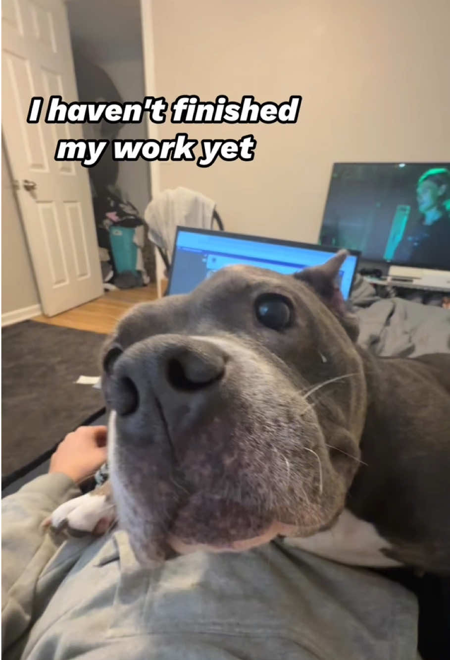 @PawsOfLove