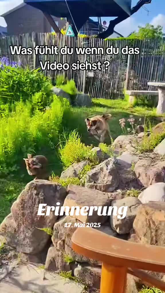 @DAS WUFF HAUS