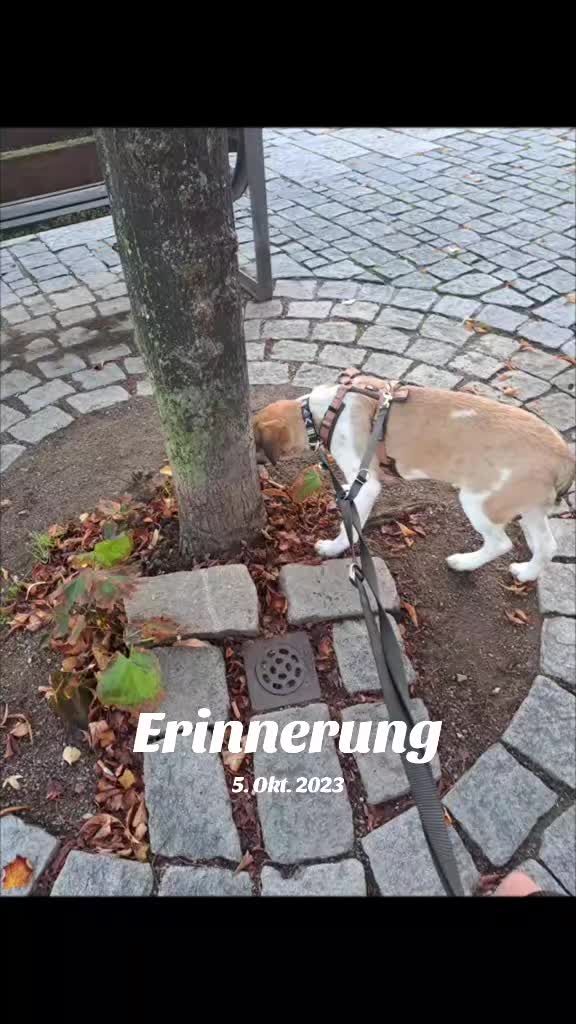 @Mely's Roxy 🐕💔SondelDrache🐉