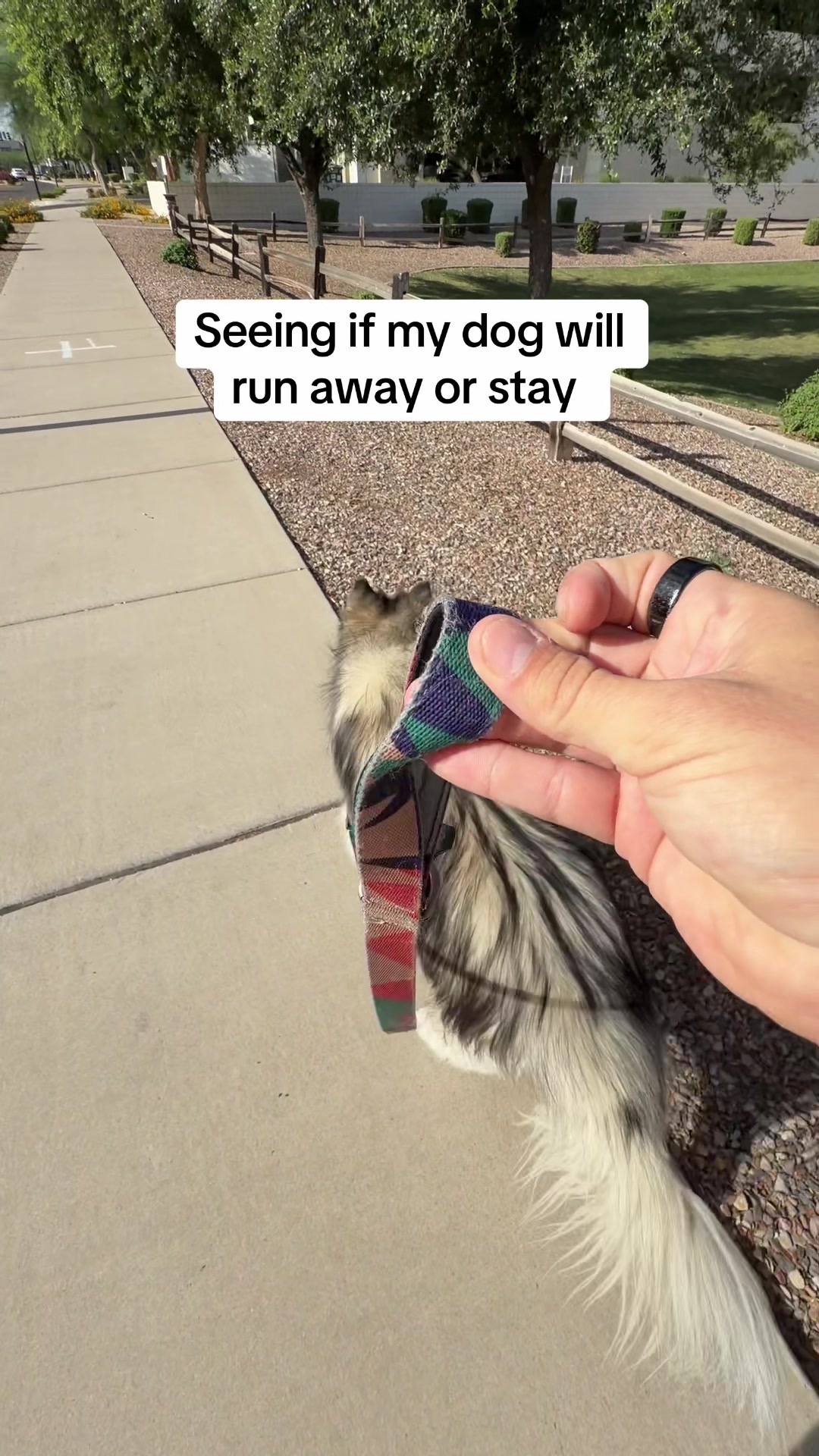 @Bandit The Husky
