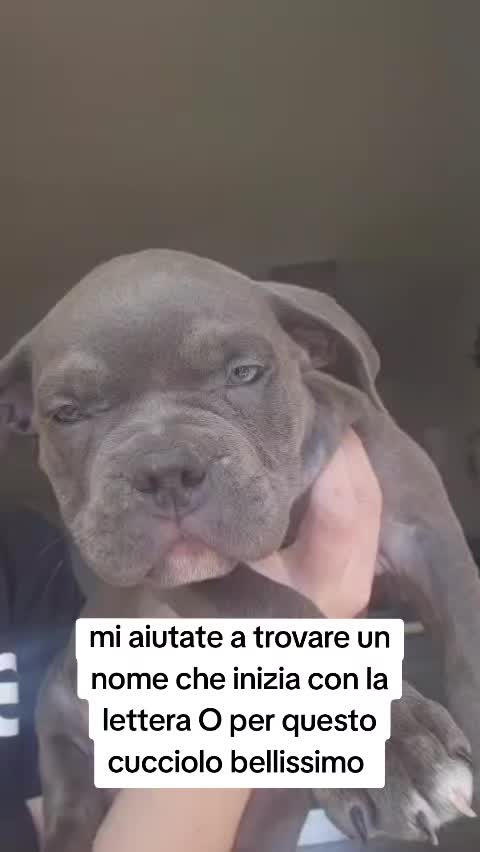@Alfio Arcifa Magistrale