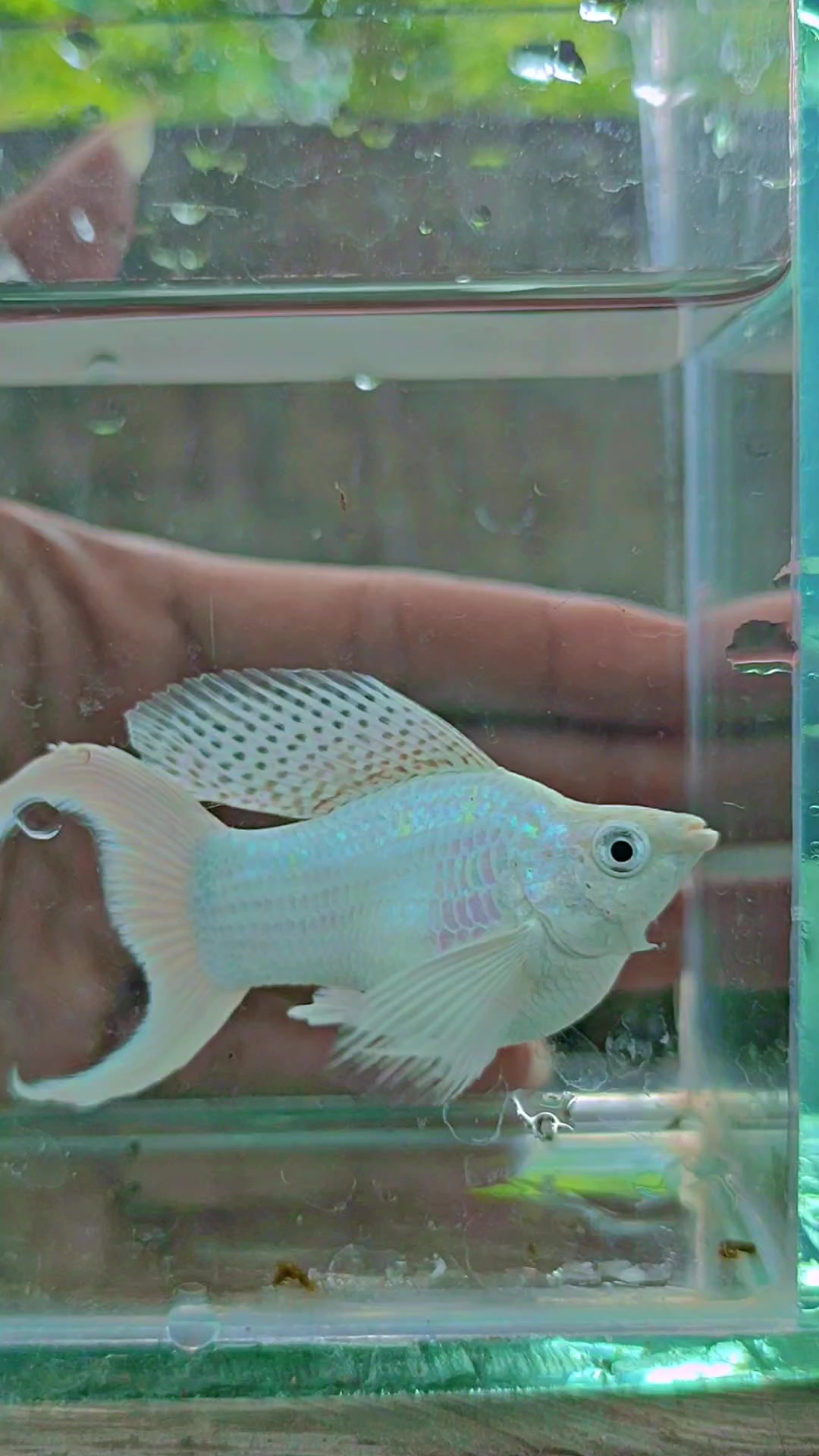 @Ramon Fish Banyuwangi