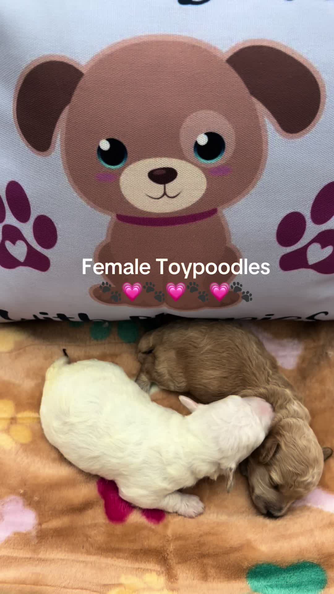@Shortcake_kennel_2