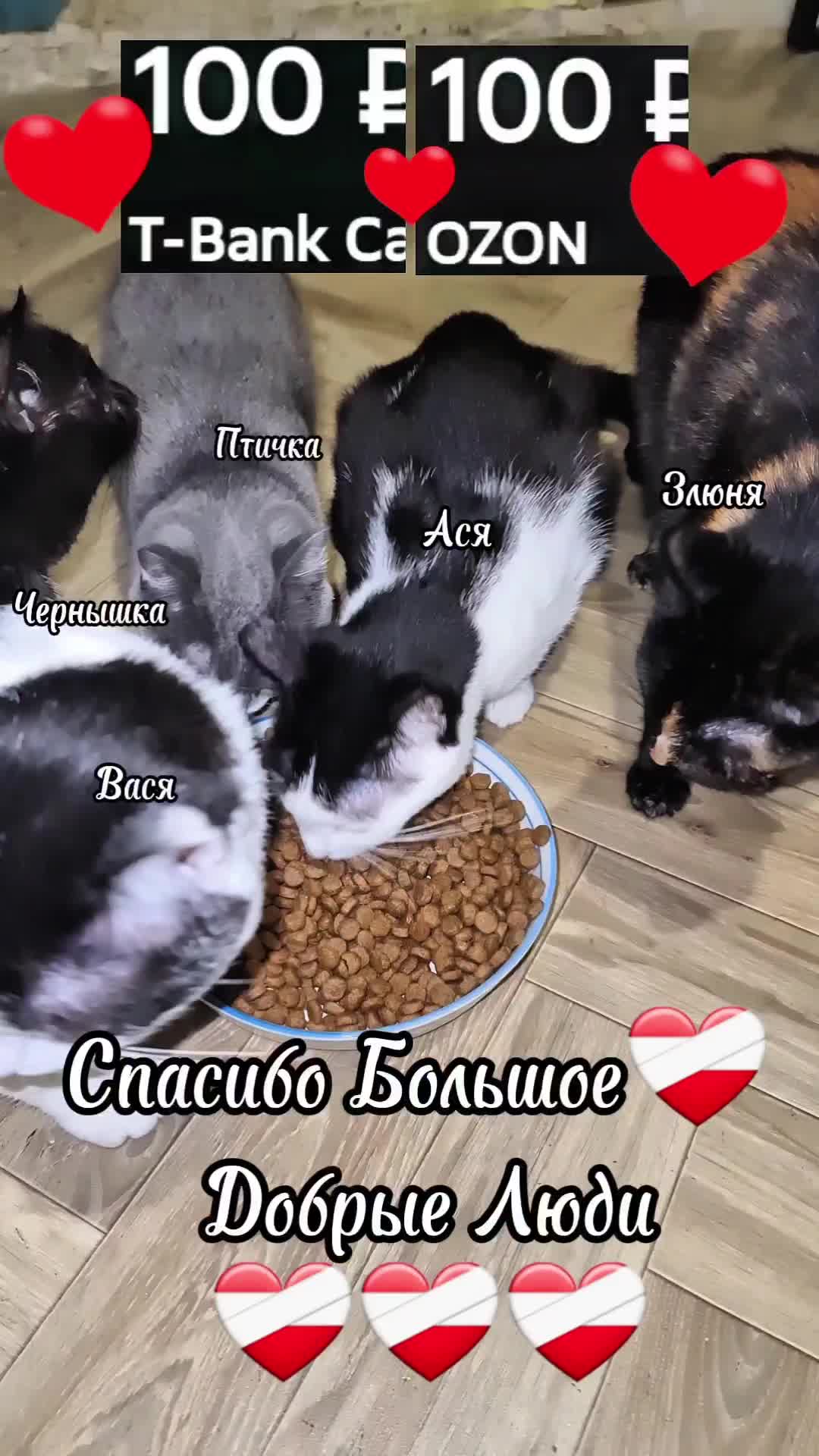 @Кошкин Дом