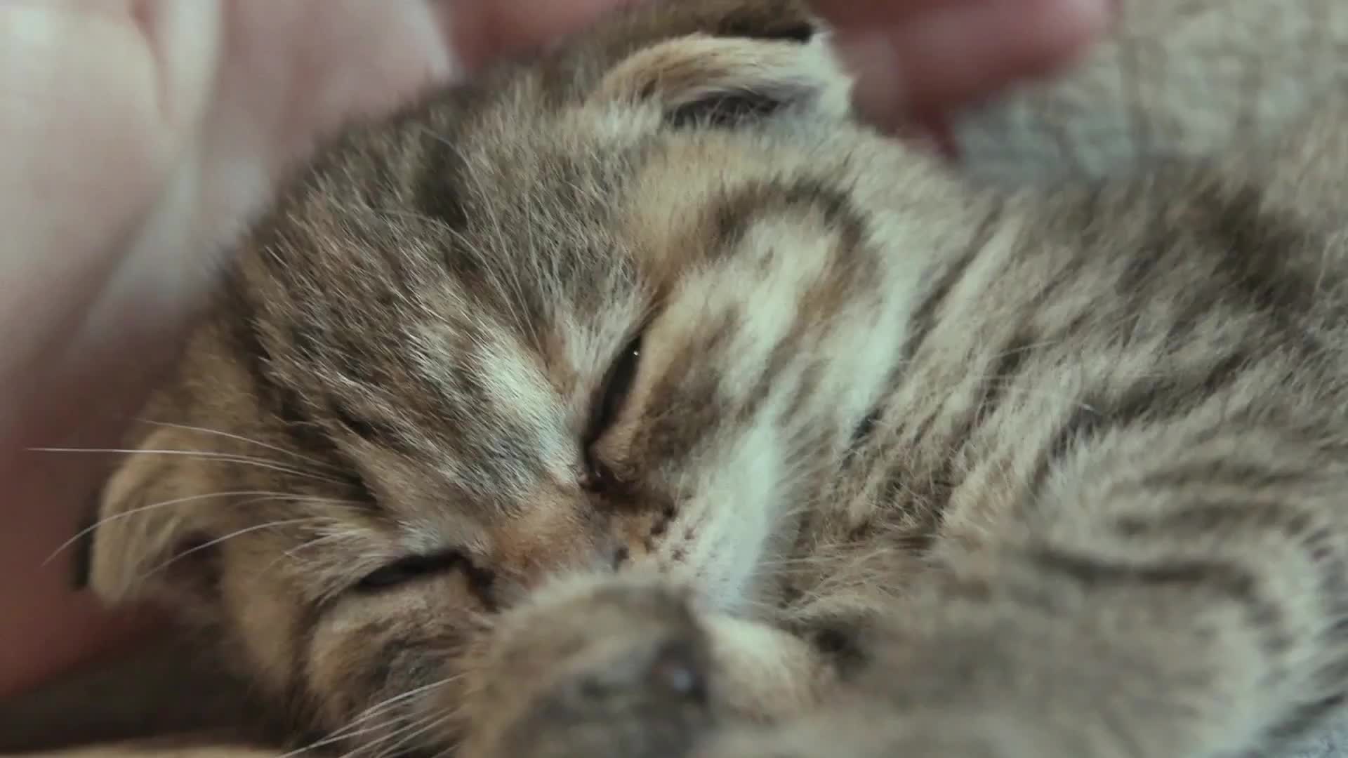 @CutekittenClub