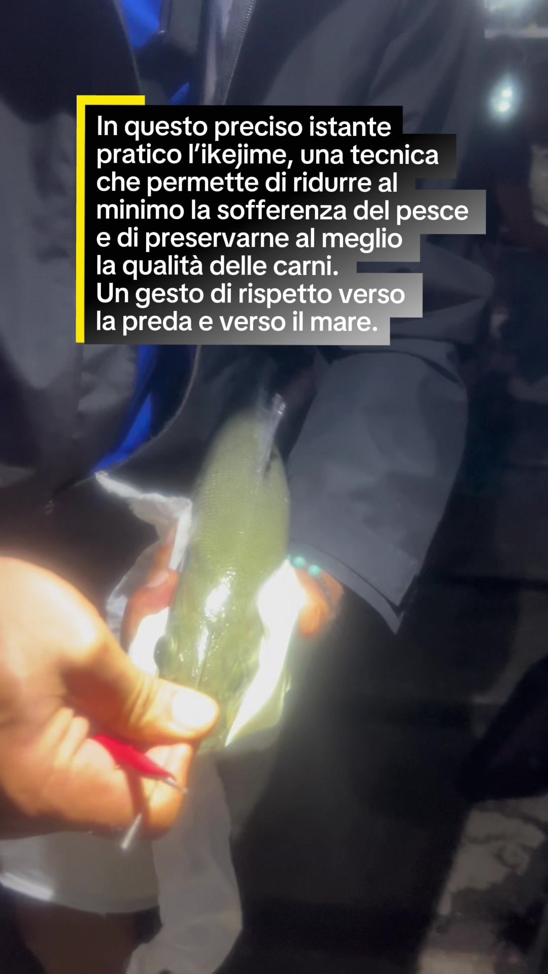 @Luca Meola