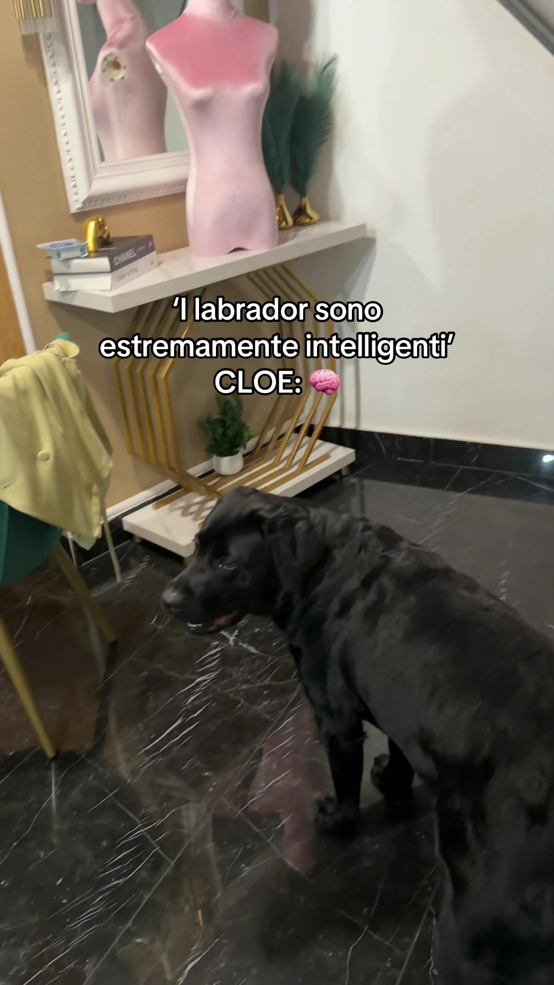 @Cloe e sabry🖤🐾