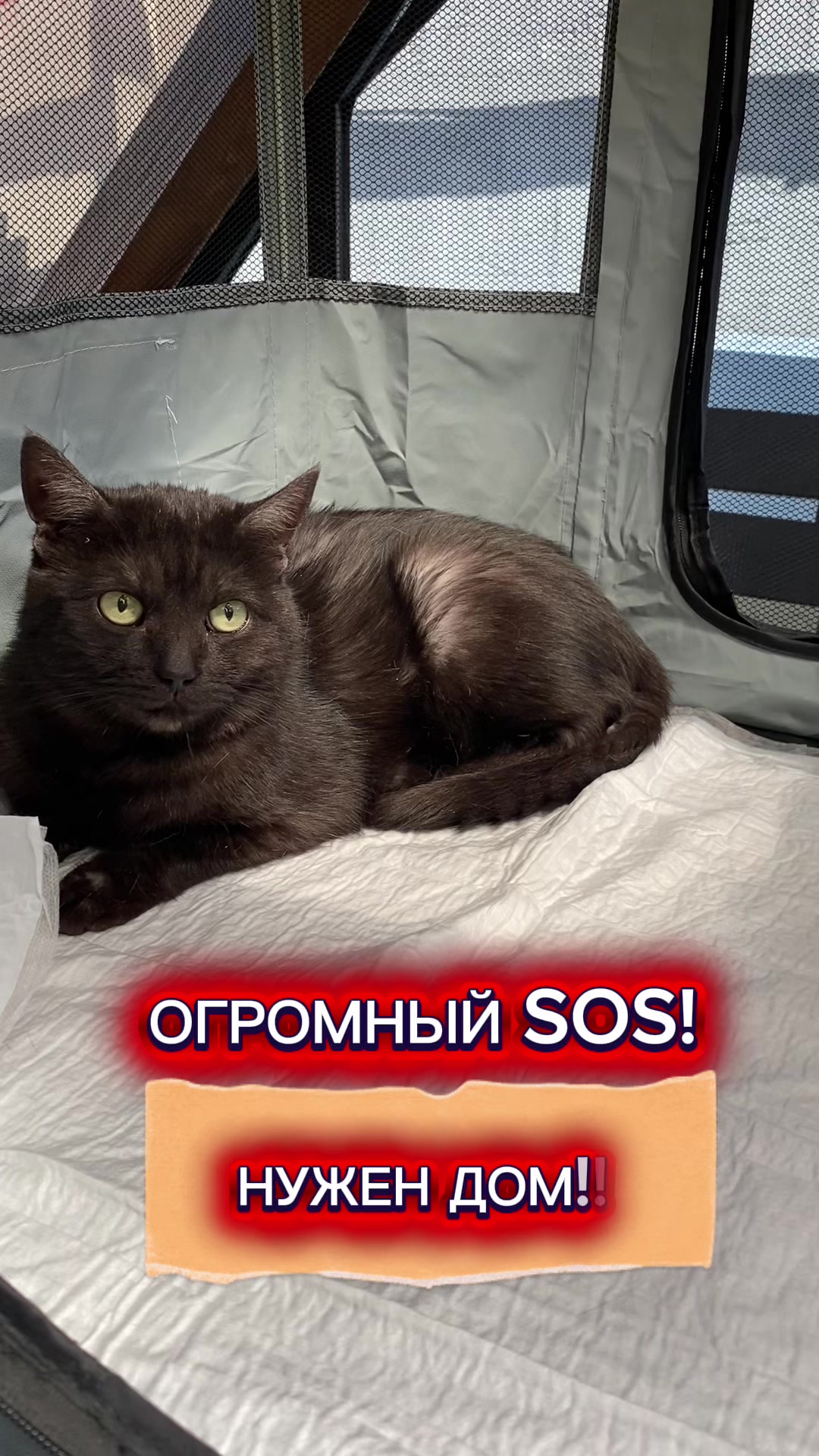 @ЗООшанс