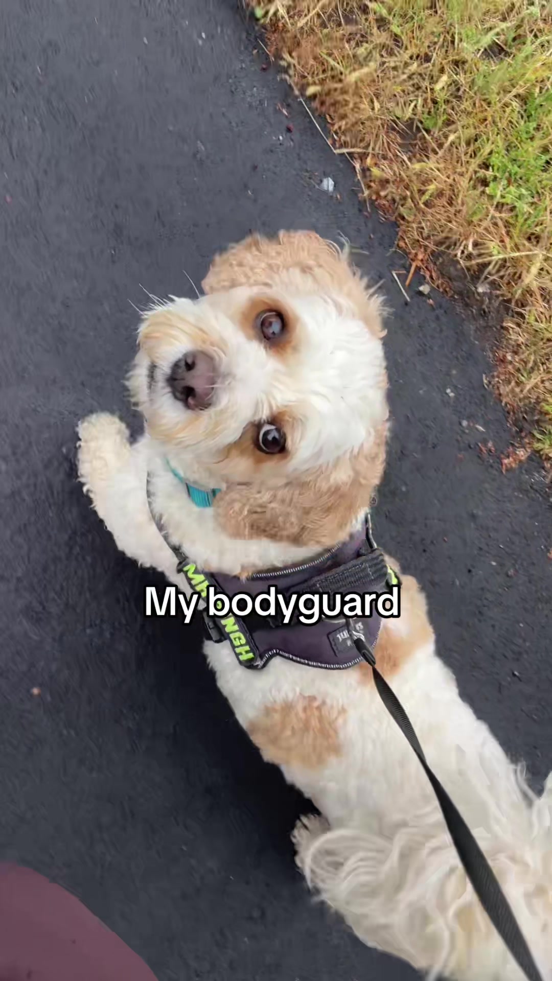 @My Cavachon