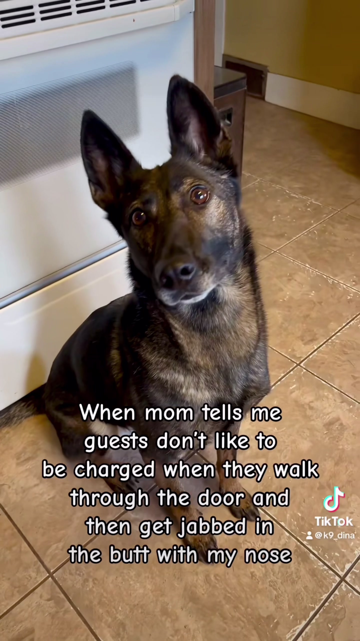 @K9 Dina