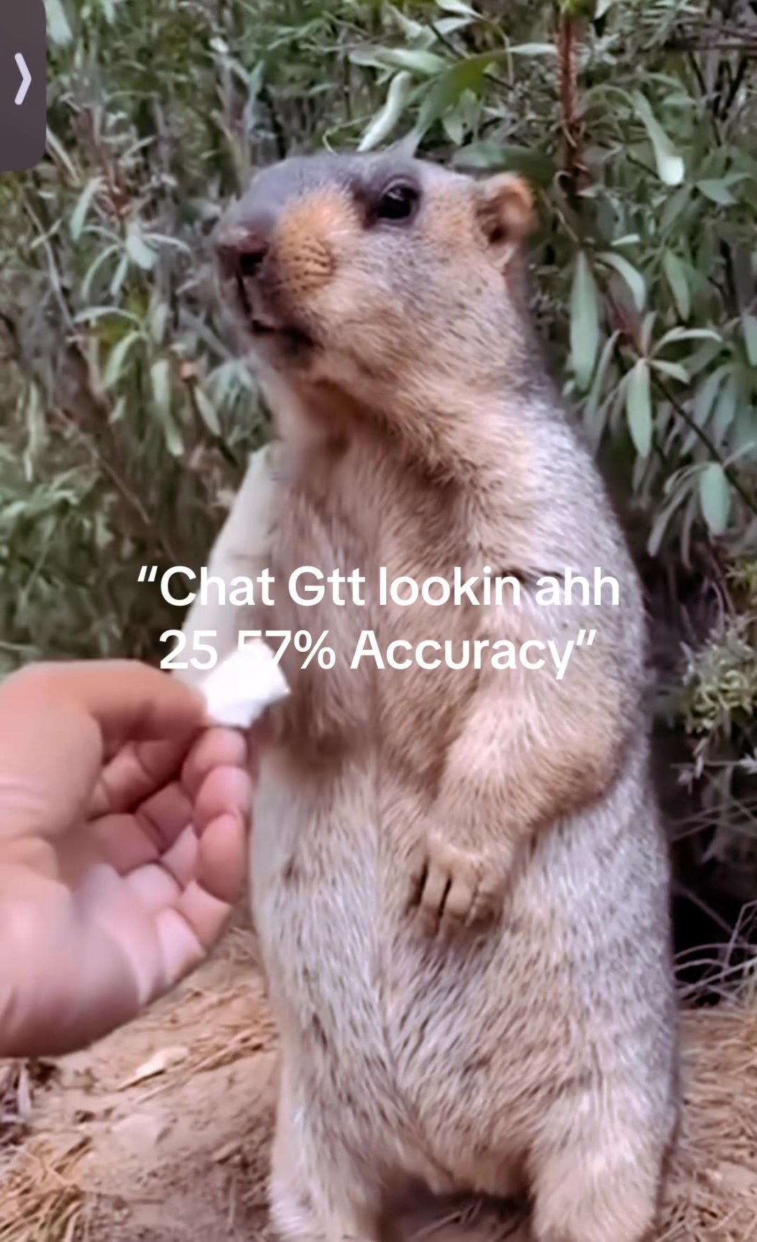 @dailymarmot00