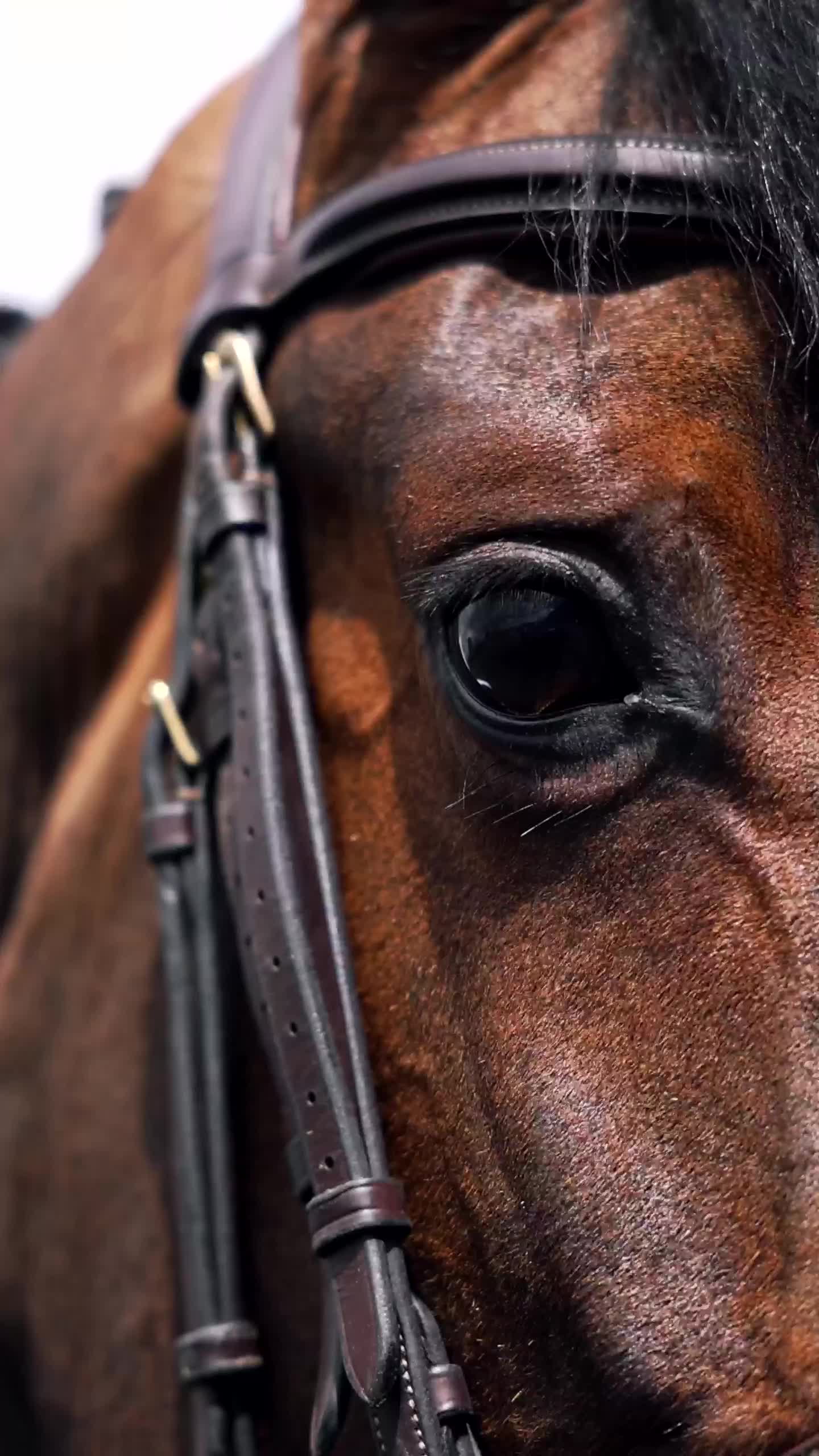 @HorseQuest - Horses for Sale