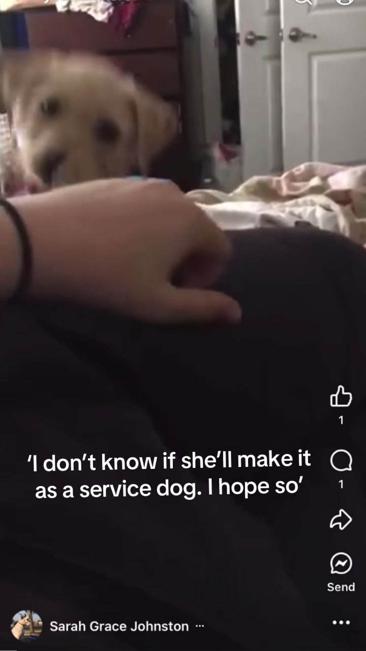 @Service_dog_Lexi