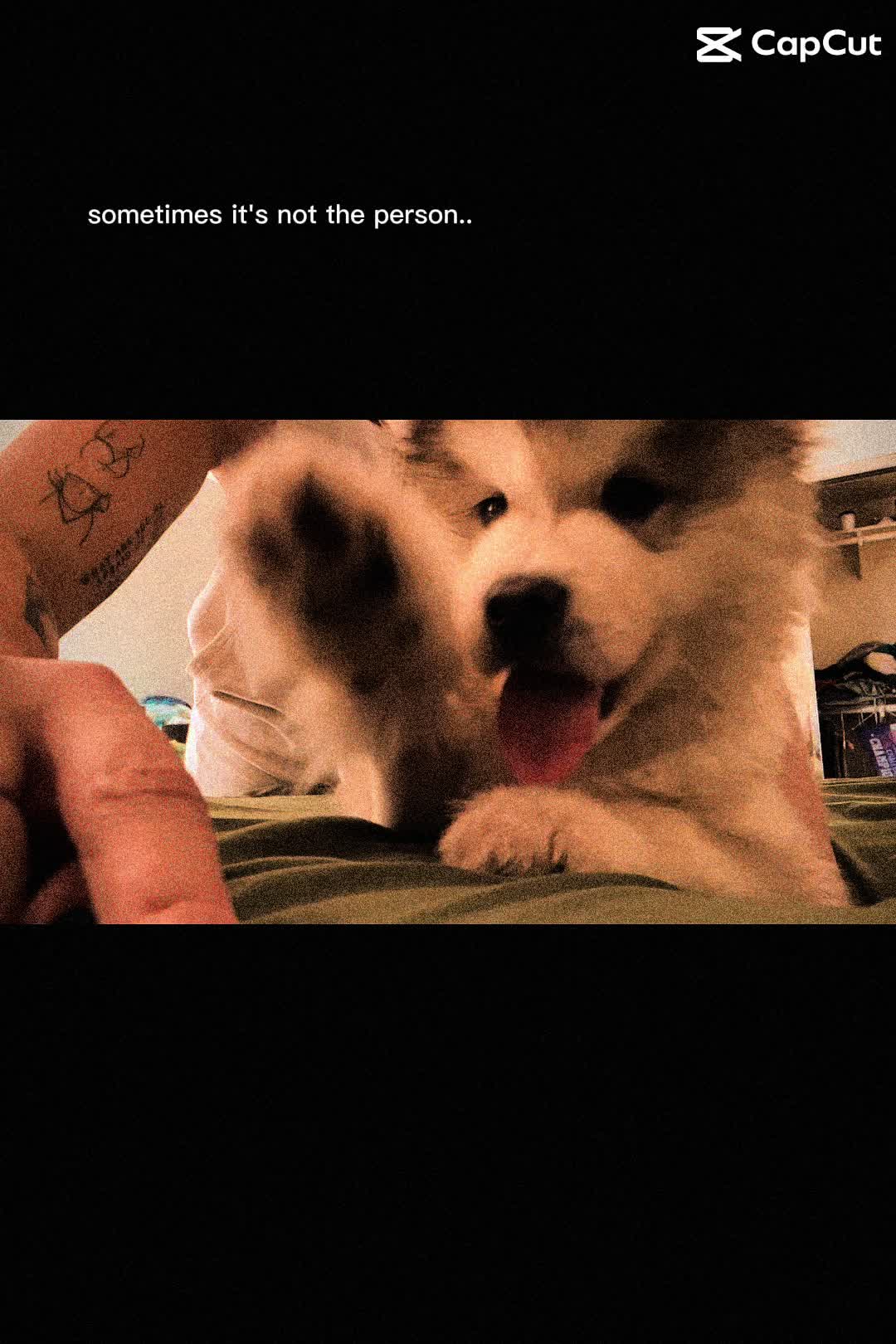 @KokaKoaTheAlaskanMalamute