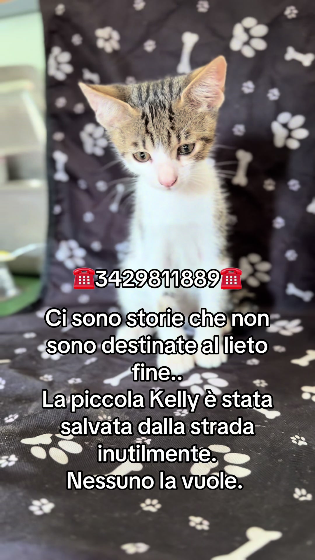 @ZampAmici💚