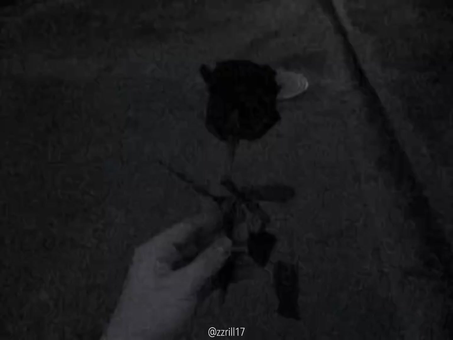 @zzrill17🐈&zwj;⬛