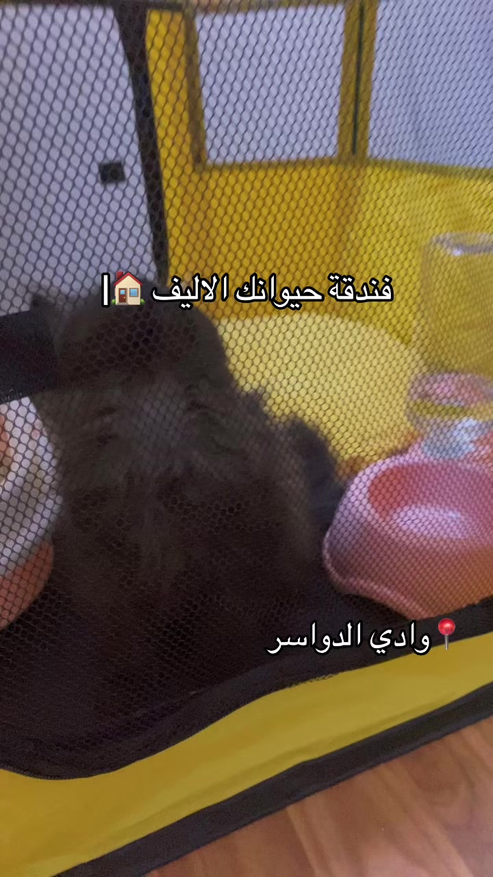 @فندقة وادي الدواسر | طيور وقطط