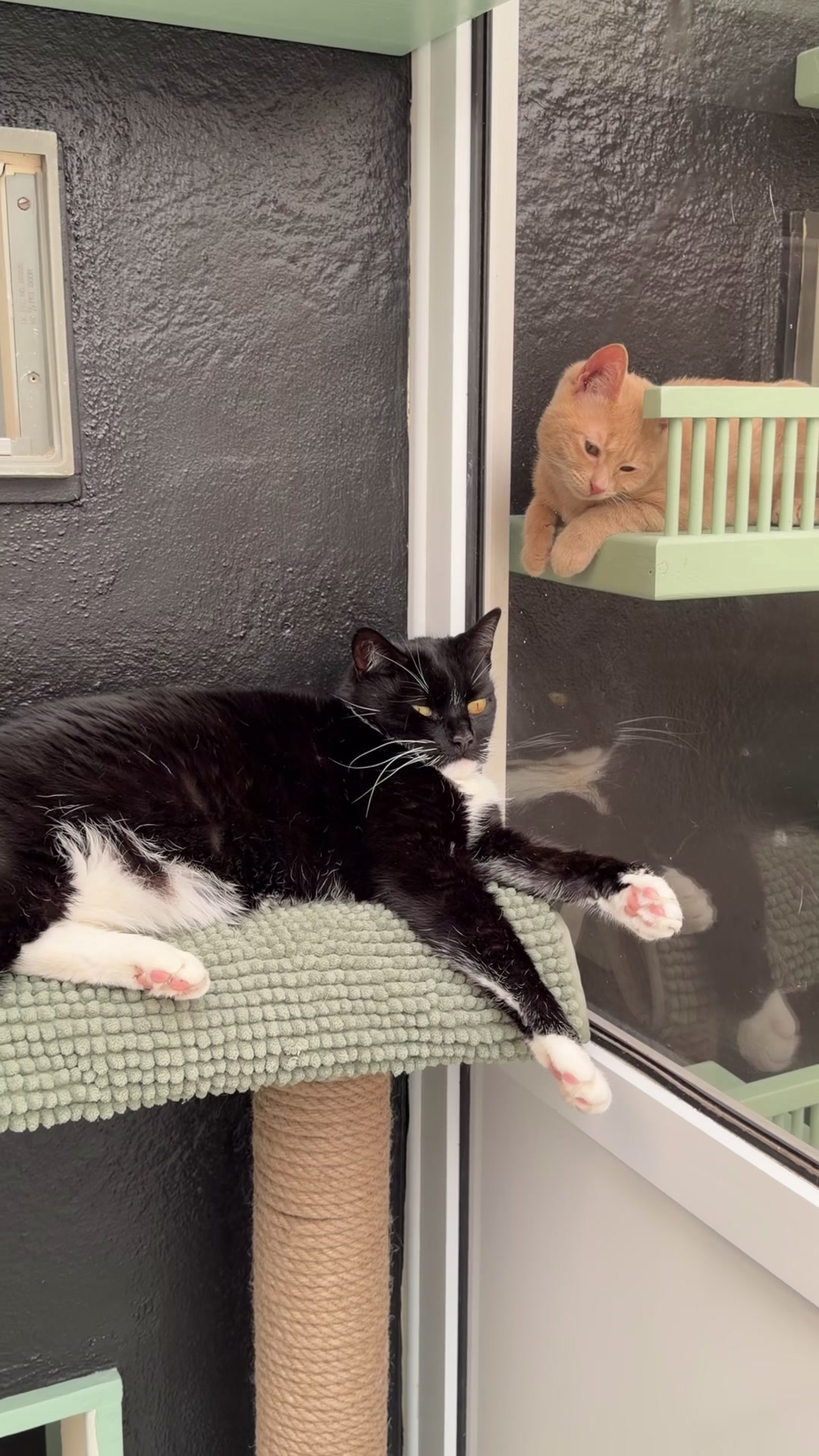 @Herongate Village Cattery
