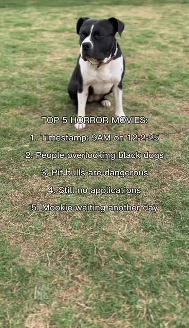 @405&ensp;Animal&ensp;Rescue