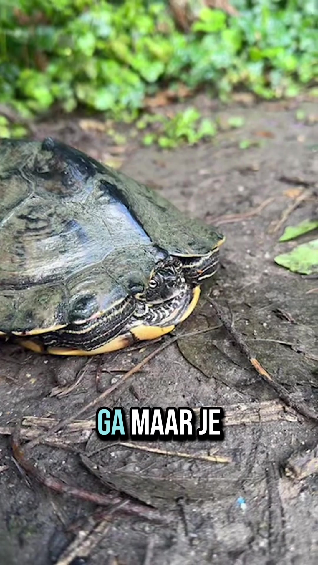 @visvrouwxo🐠