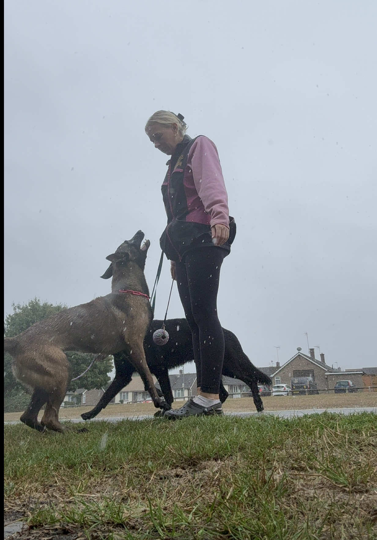 @Champion Dog Training