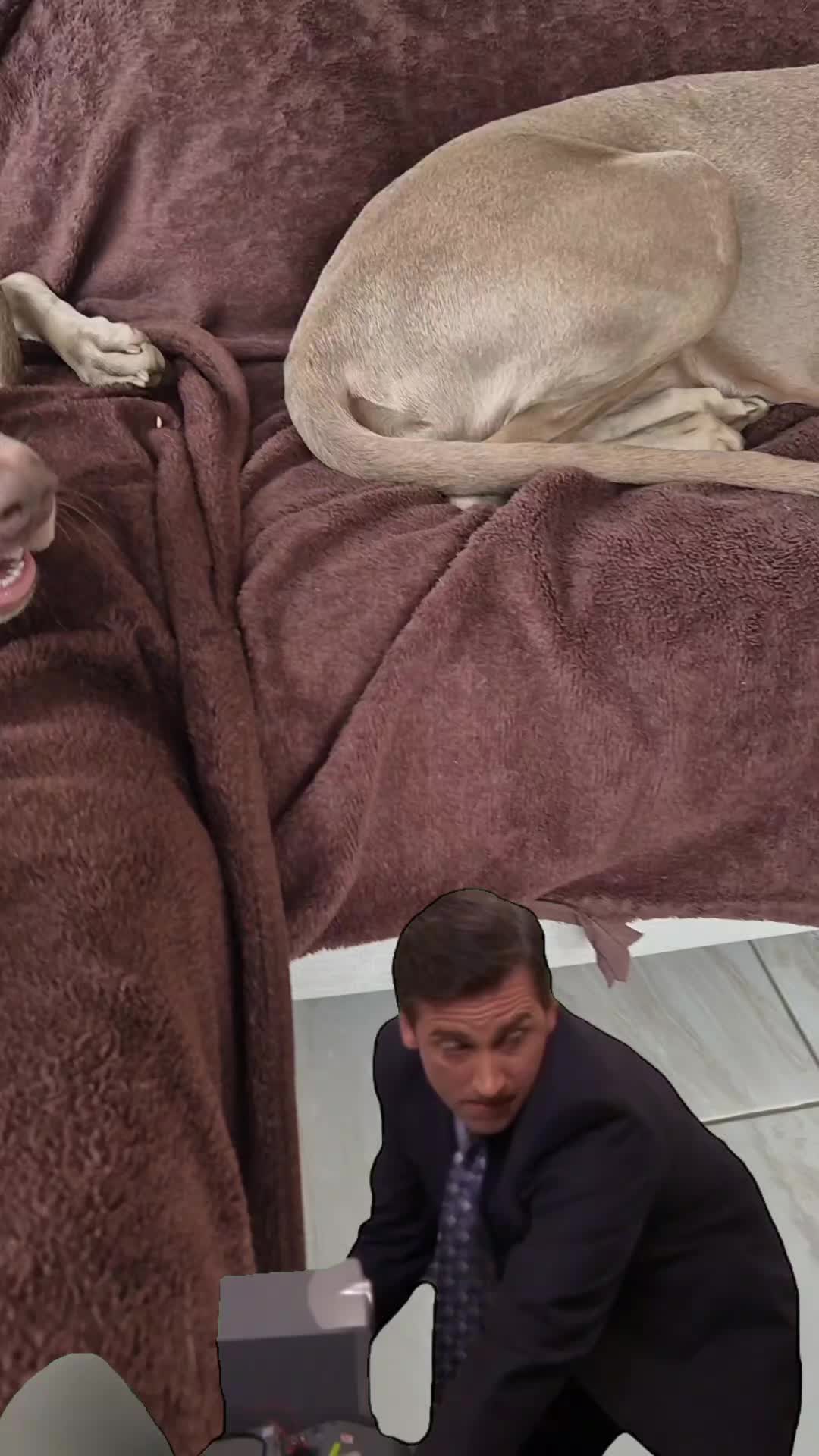 @Sabsky weimaraners