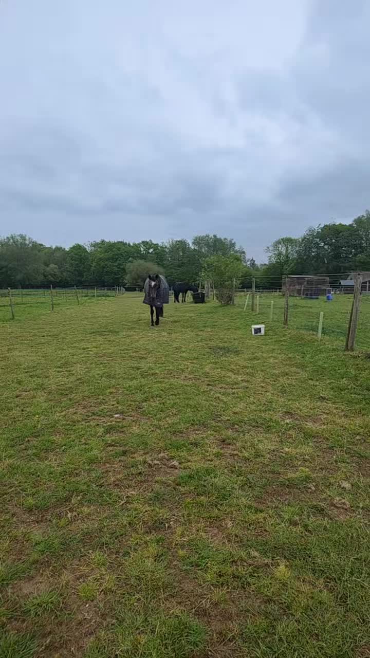 @The adventures of Rockrose 🐴