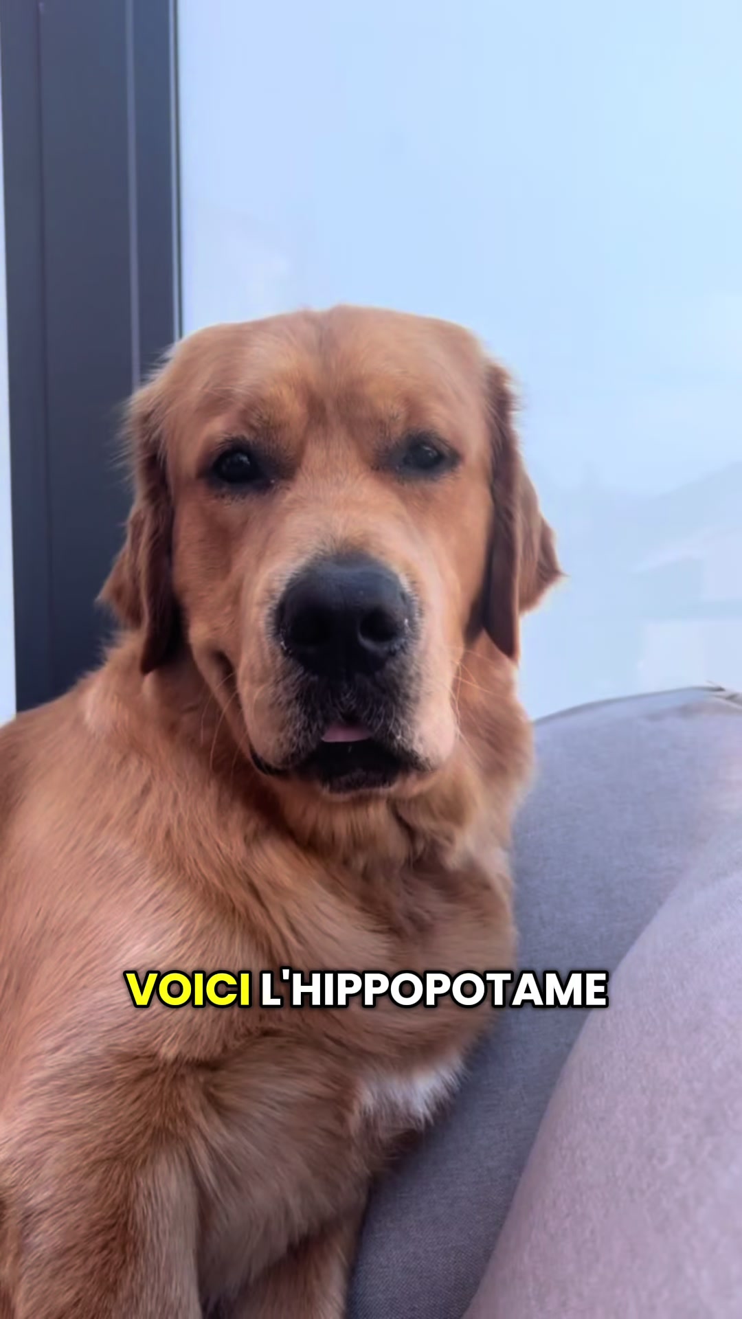 @Uggy Le Golden 🐶