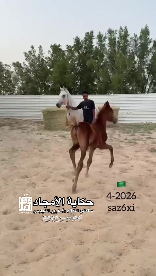 @عمر بن محمد | واجهة الجـياد🏅