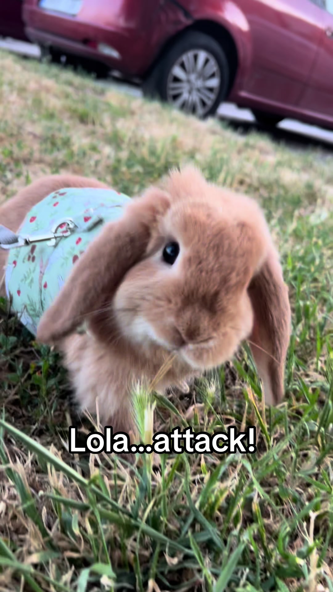 @goldenlolamola