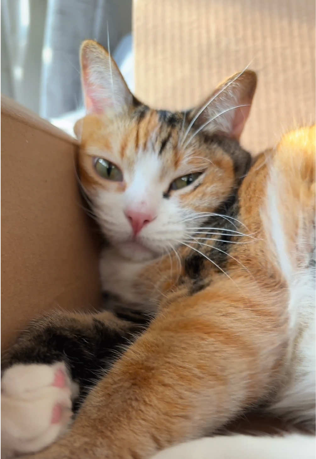 @Meowster_World