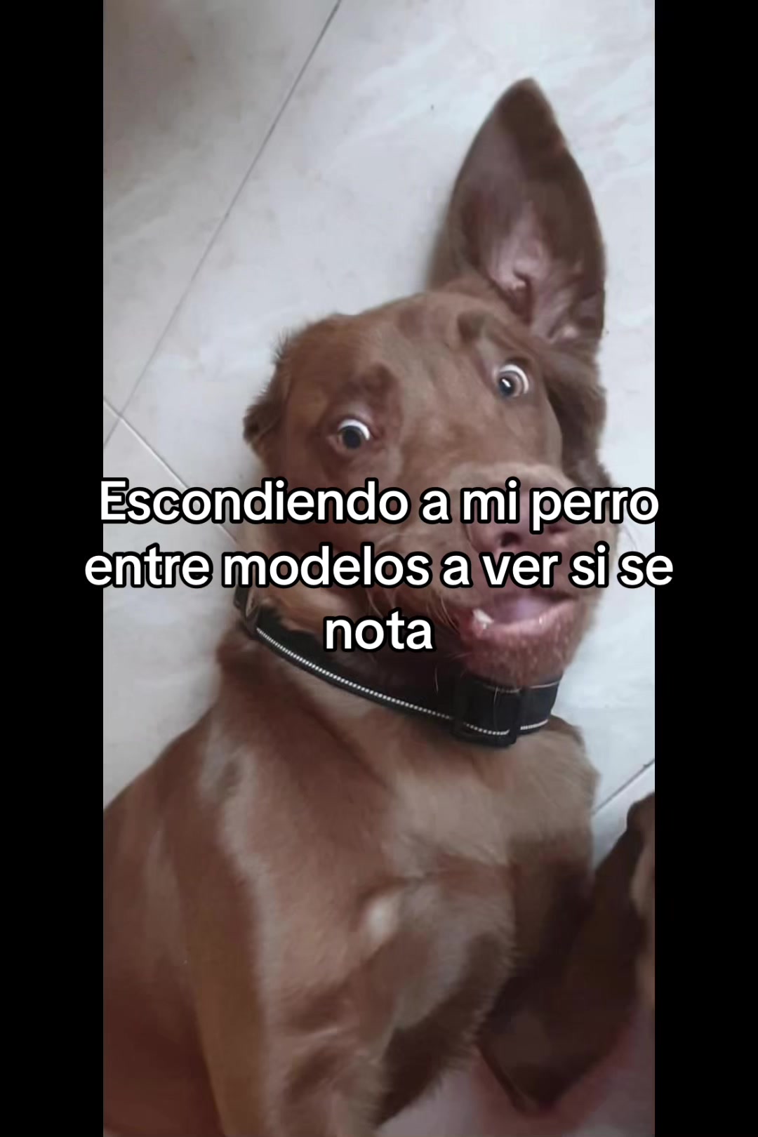 @Acalori