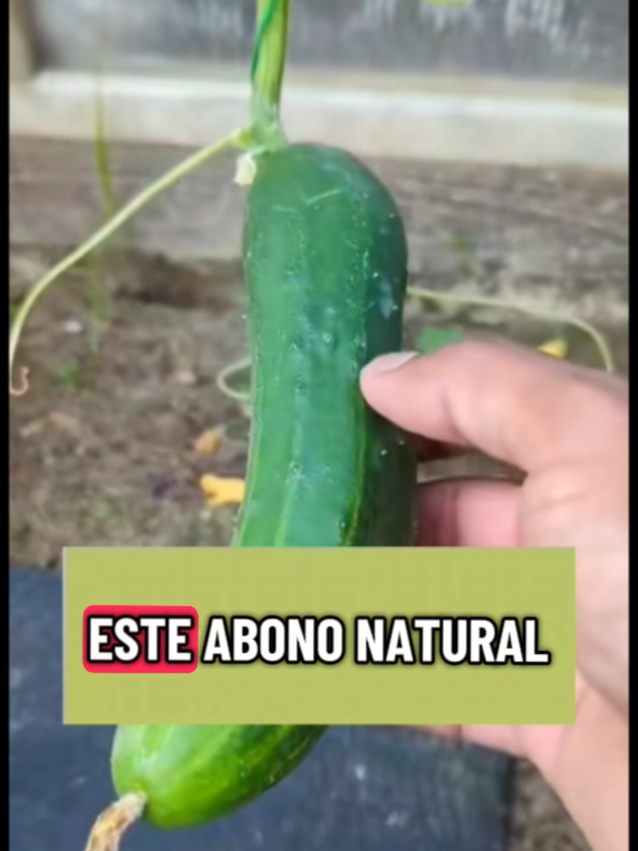 @Osshira| Jardineria y Huerto