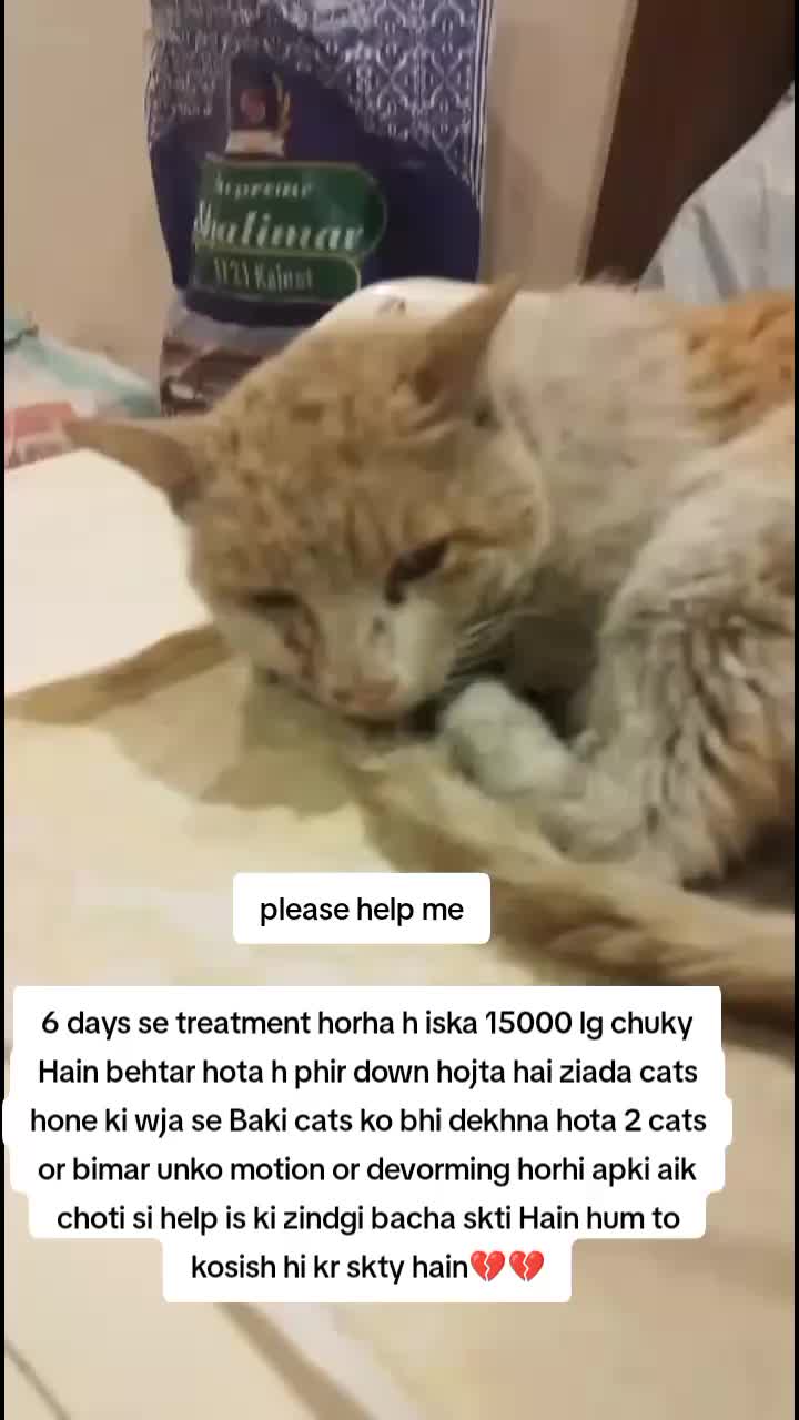 @PawfectLife🐾