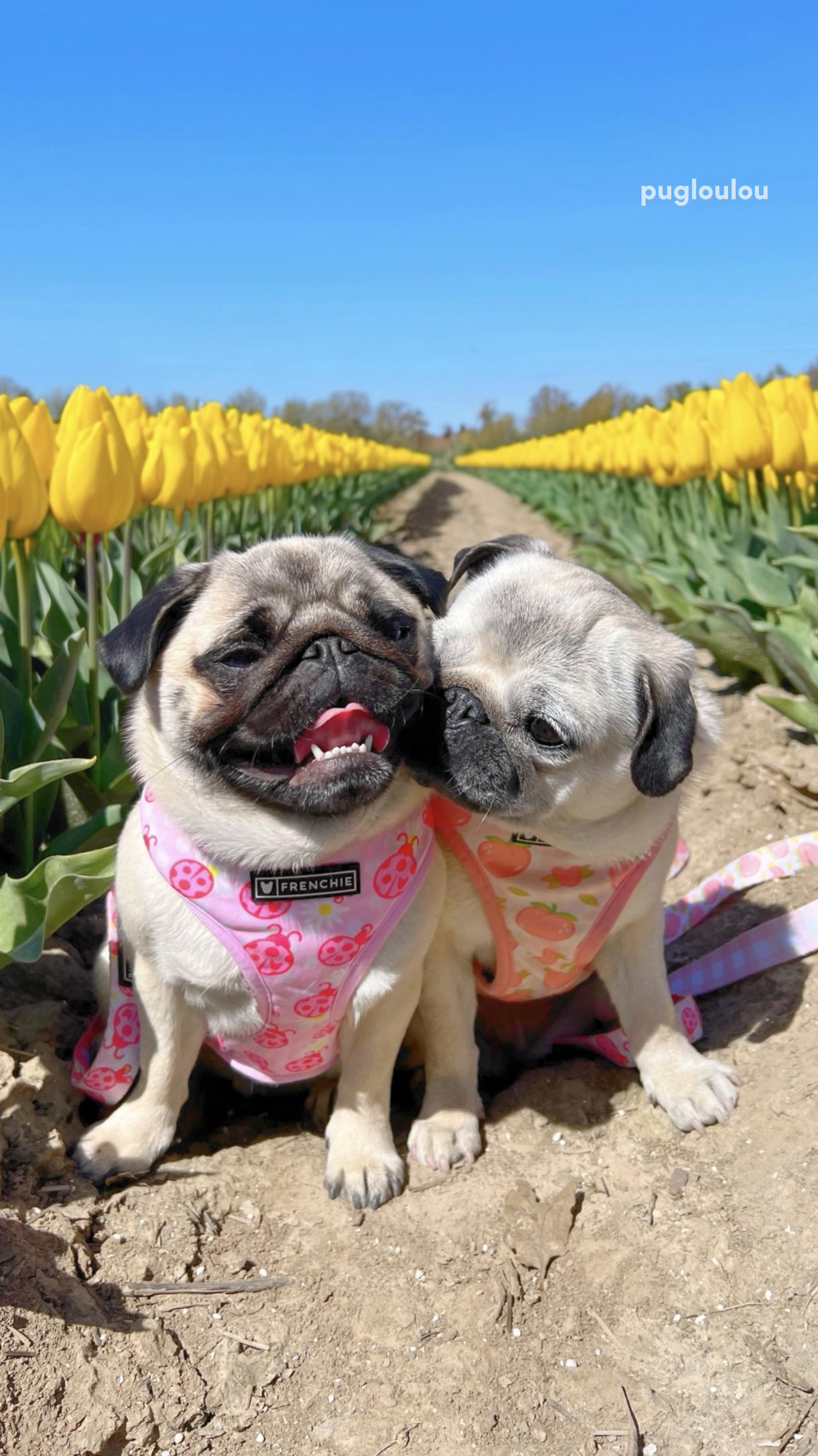 @Loulou the Pug