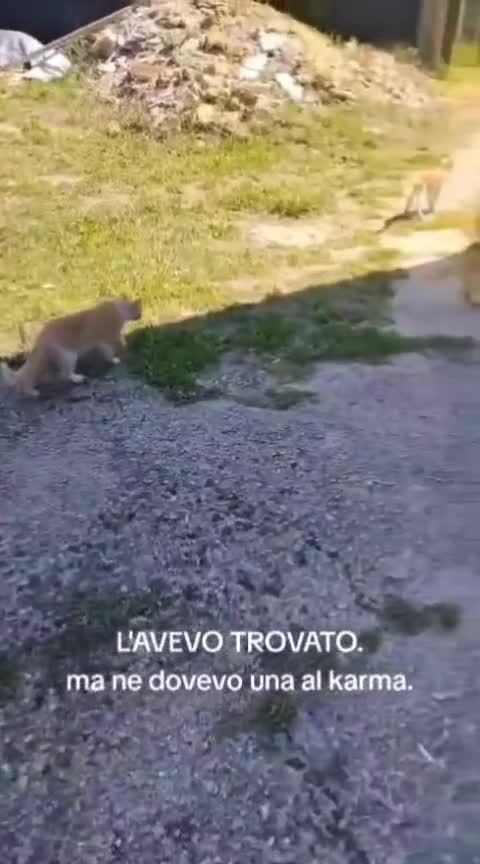 @ANIMALISTI DI FROSINONE