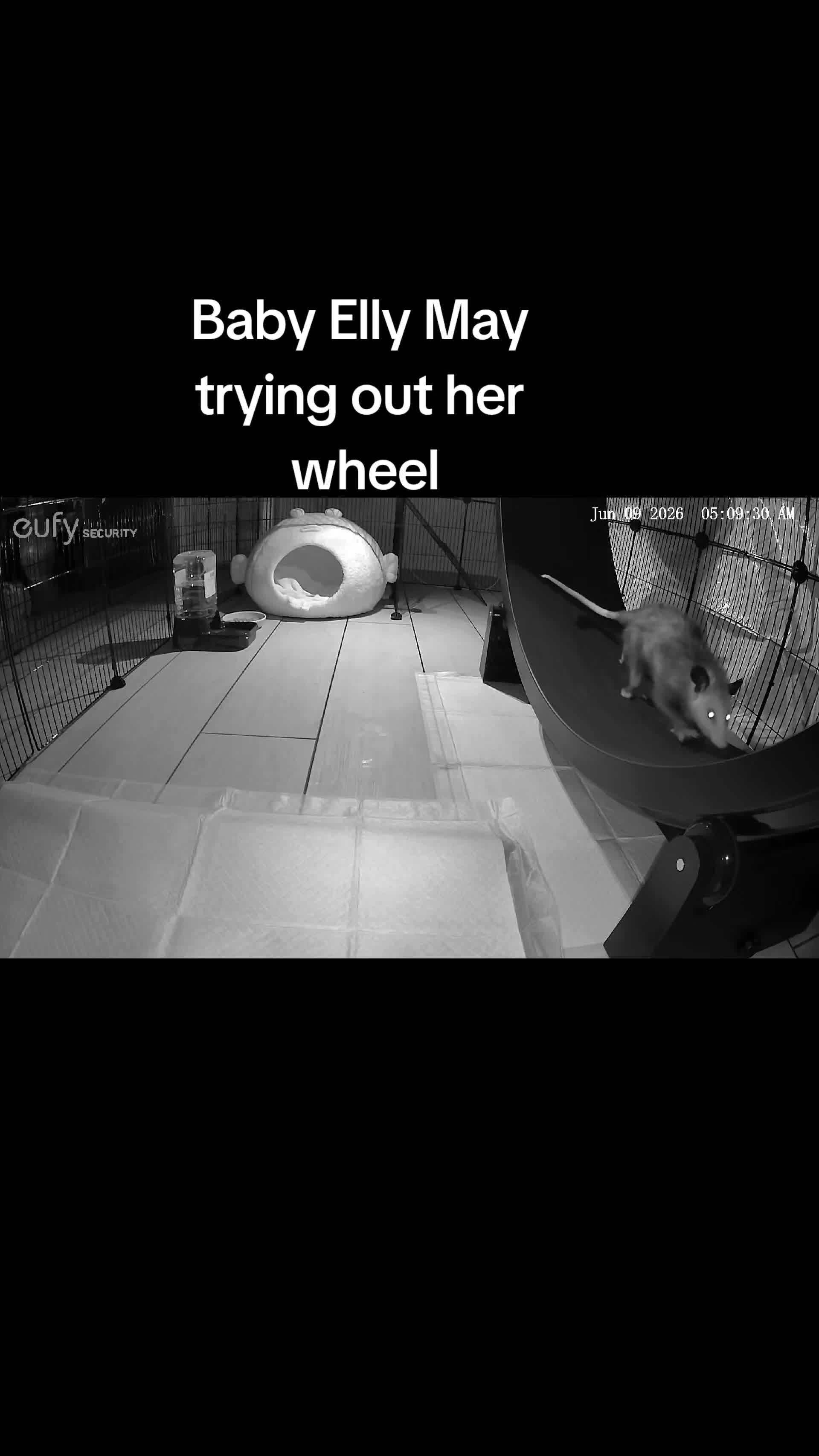 @OPOSSUMDAWGMOM