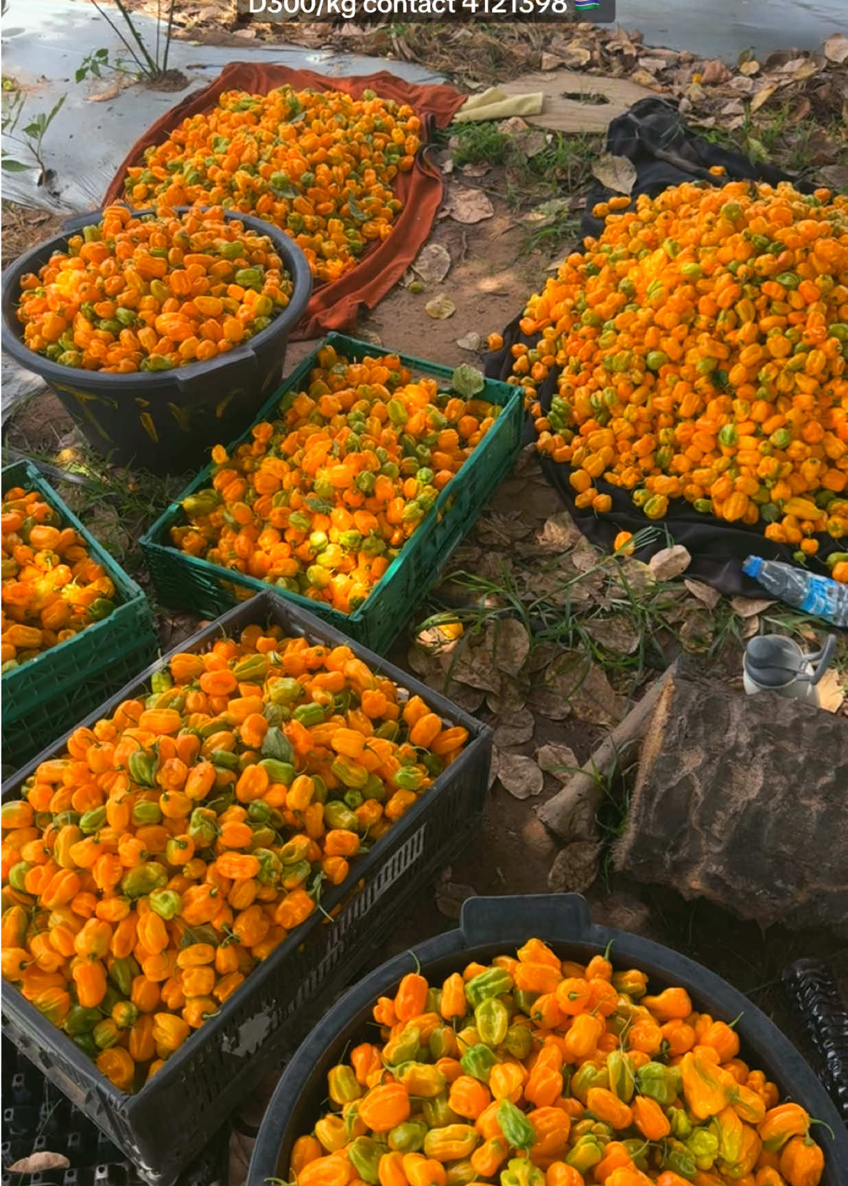 @Janda Farms 🇬🇲