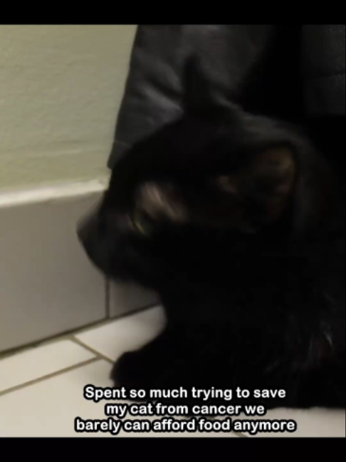 @Saving Paul the brave Cat!
