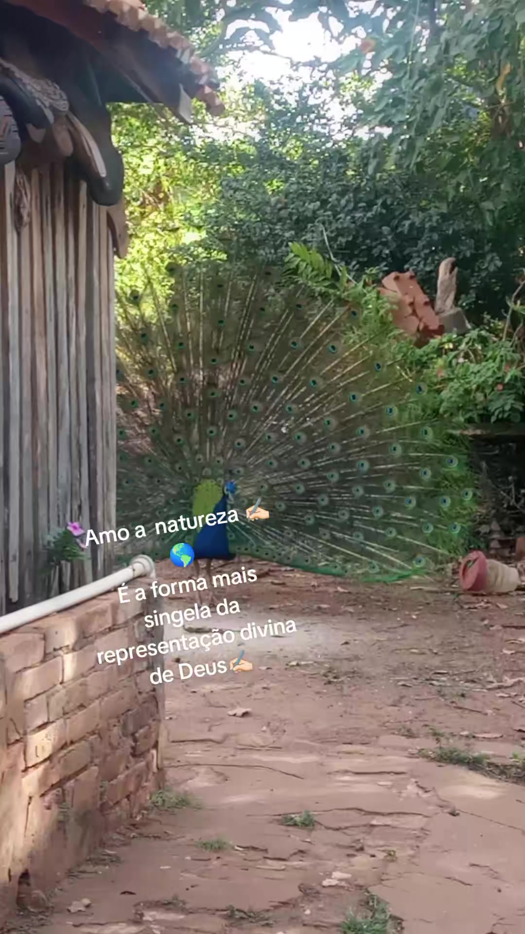 @jcjorgechavesal