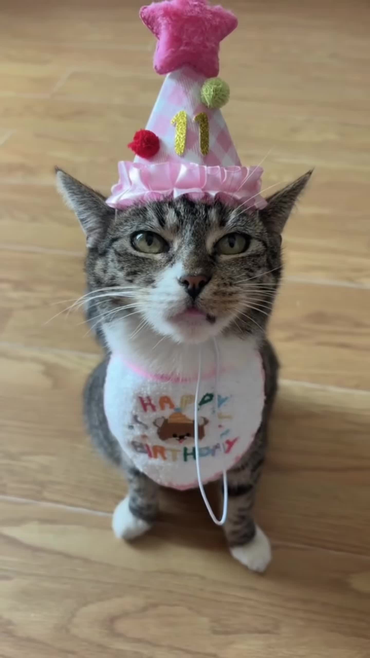 @Mittens