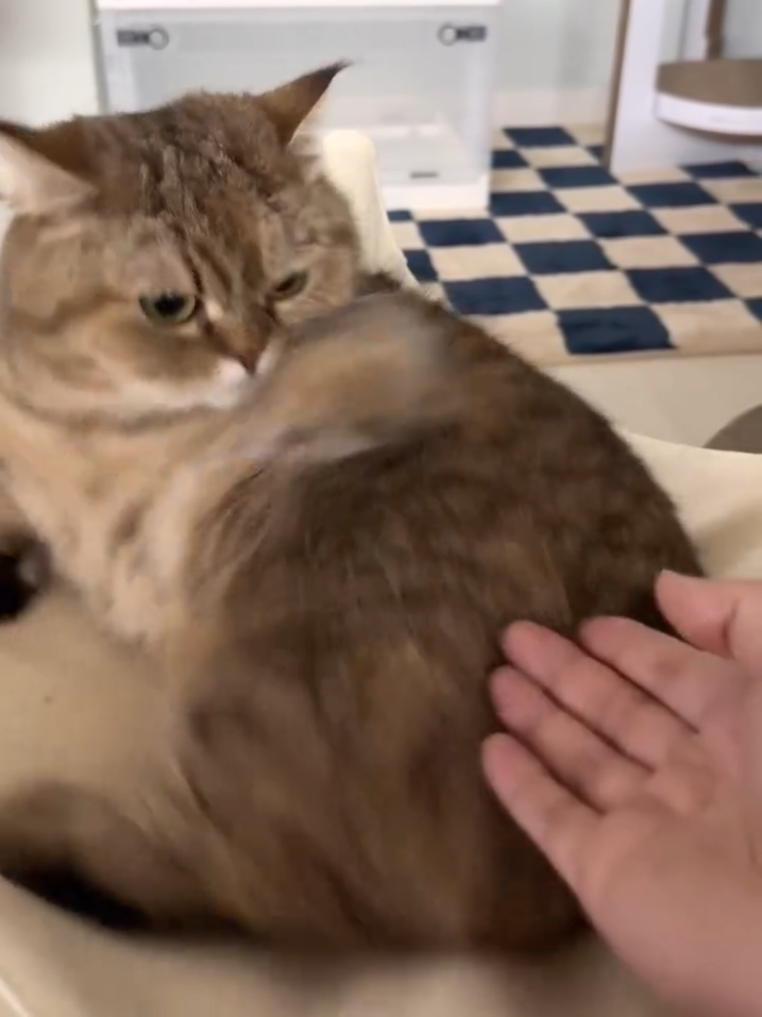 @Chonky World Of Cats