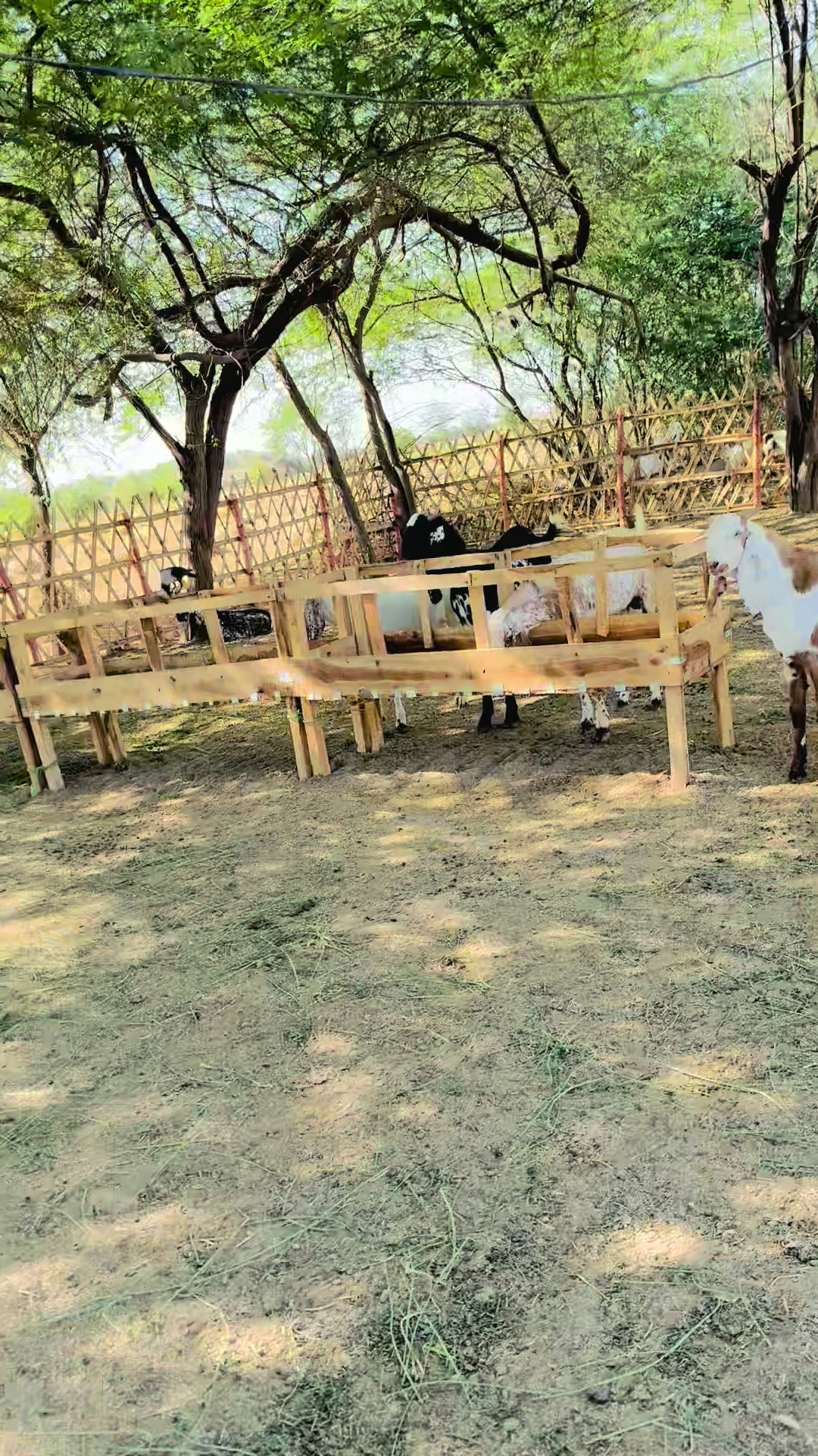 @Ayan cattle 🐄 and goat’s 🐐