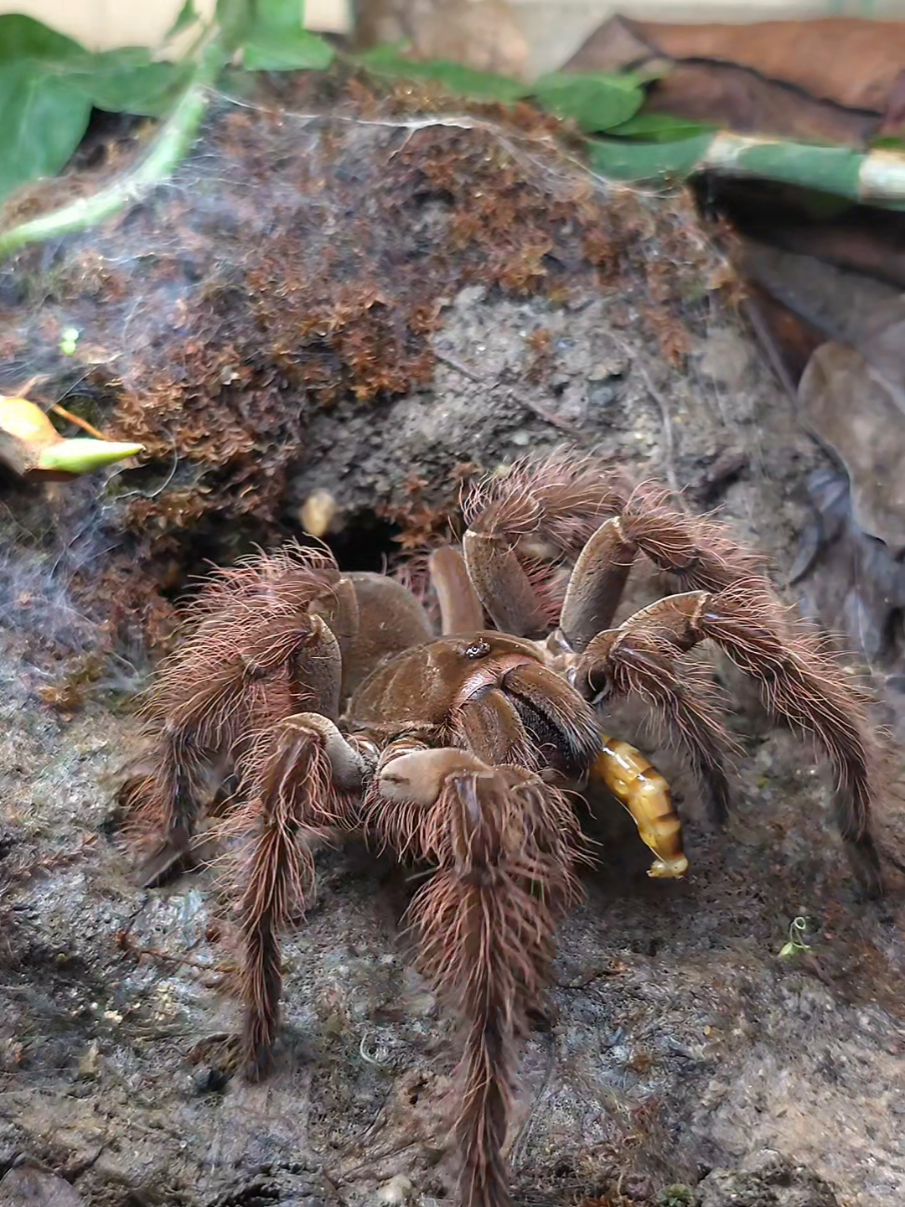 @BugZcave