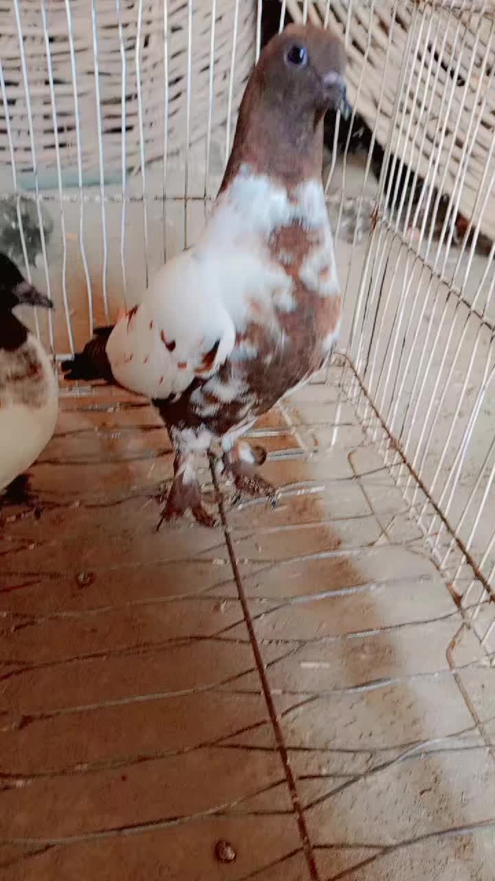 @best Birds912