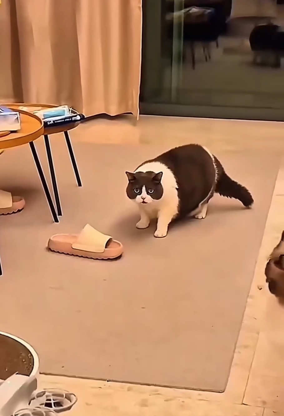 @Kitty