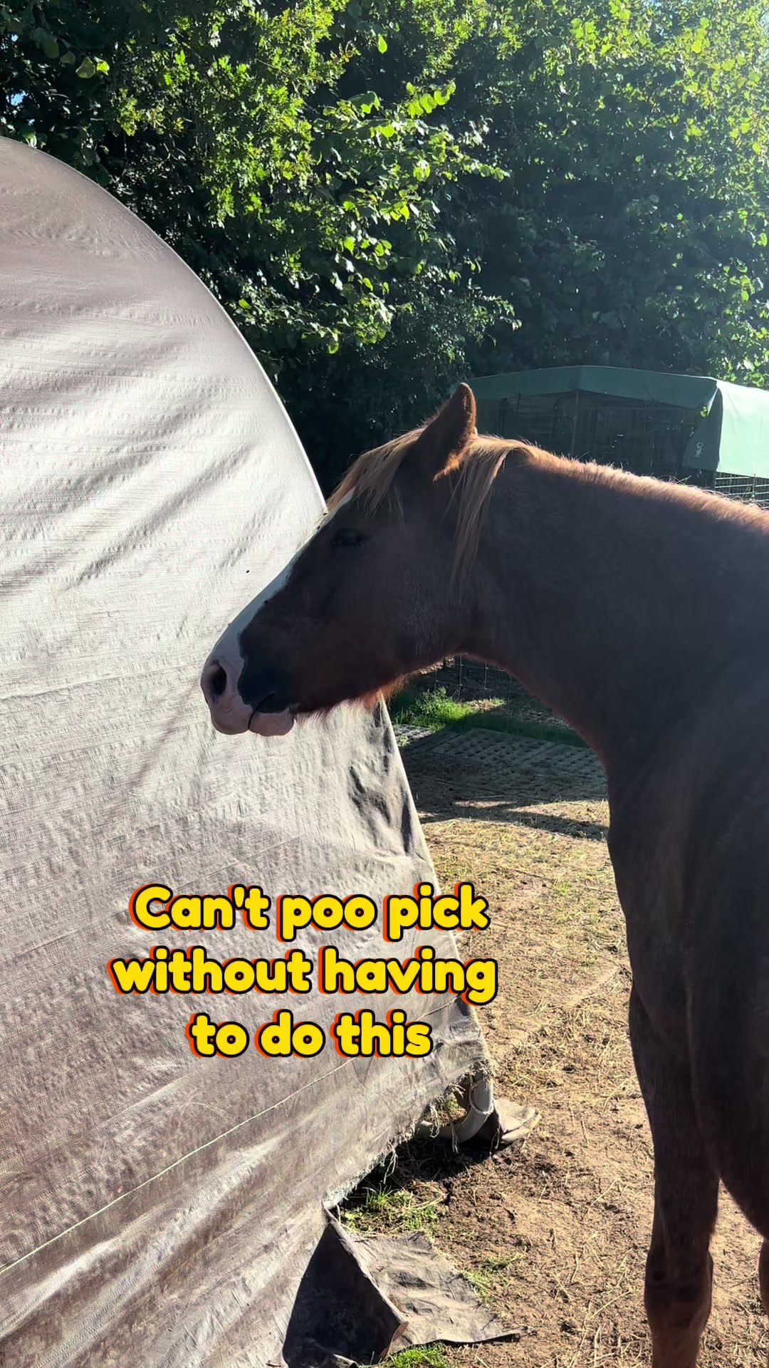@The Novice Rider